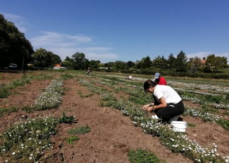 plantation camomille fabrikathe 2