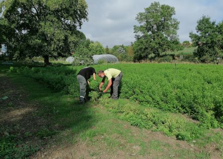 recolte verveine fabrikathe