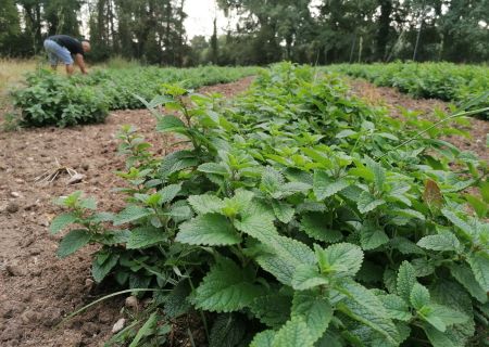 Notre jardin de menthes